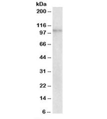 NLRX1 Antibody