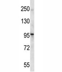 Epha1 Antibody