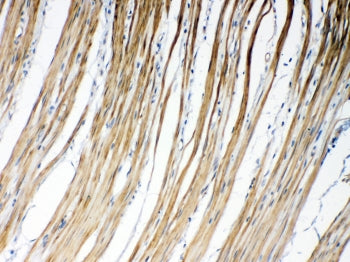 Connexin 45 Antibody / GJC1