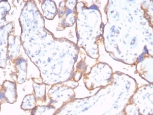 Recombinant CD59 Antibody