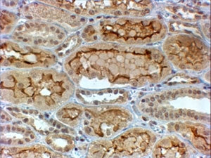 IHC testing of FFPE human kidney with COL4A3 antibody at 4ug/ml. HIER: steamed with pH6 citrate buff