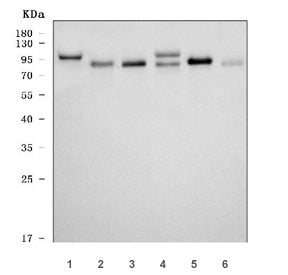 Western blot testing of 1) human 293T, 2) human HeLa, 3) human placenta, 4) rat testis, 5) rat H9c2(