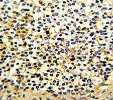 DCXR Antibody