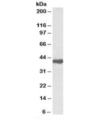 CDK7 Antibody