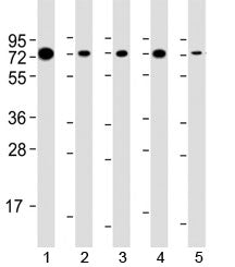 SAM68 Antibody / Src associated in mitosis 68 kDa protein