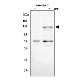 Western blot testing of lysed mouse RAW264.7 cells, with (+) and without (-) LPS stimulation, using 