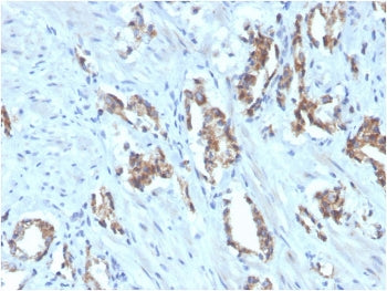 TIGIT Antibody / VSTM3 / VSIG9