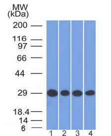 Prohibitin Antibody / PHB