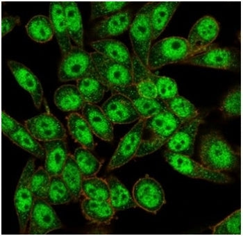 FOXL1 Antibody