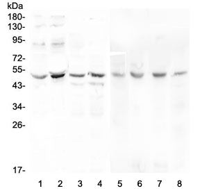 Western blot testing of human 1) Caco-2, 2) PC-3, 3) A549, 4) HeLa, 5) rat stomach, 6) rat testis, 7