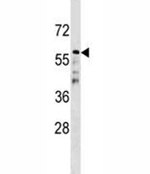 CDC20B Antibody