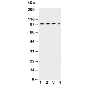 ICAM-1 Antibody