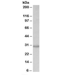 Western blot testing of HEK293 lysate with CRLS1 antibody at 0.2ug/ml. Predicted molecular weight: ~