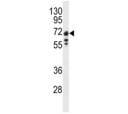 Lamin B1 Antibody