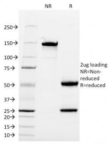 CD13 Antibody / ANPEP
