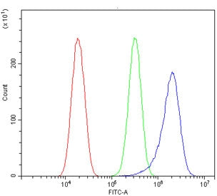 Migfilin-1 Antibody / FLNB / Filamin B