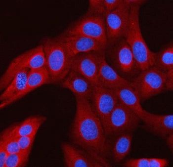 Immunofluorescent staining of FFPE human U-2 OS cells with RAN binding protein 1 antibody (red) and 