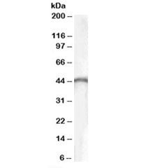 Western blot testing of human brain lysate with brain Creatine Kinase antibody at 0.1ug/ml. Predicted molecular weight: ~43 kDa.