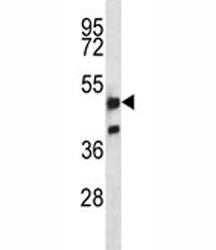 NRF1 antibody western blot analysis in K562 lysate. Expected molecular weight: isoforms from 45-67 k