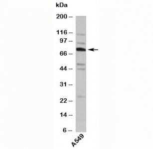 TNFAIP2 Antibody