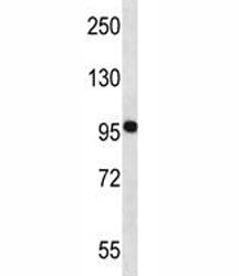 NEDD9 Antibody