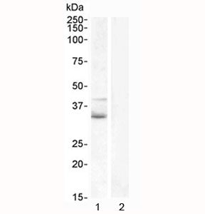 WNT4 Antibody