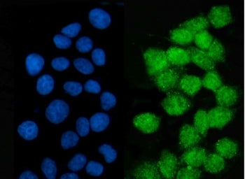 LSM2 Antibody