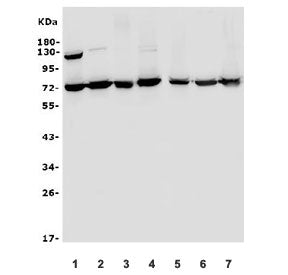 SENP1 Antibody
