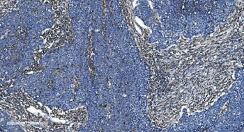 GNG2 Antibody