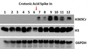H3K9cr Antibody / Crotonyl-Histone H3 (Lys9)