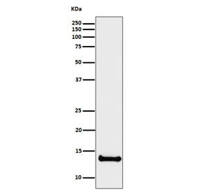 Cystatin B Antibody / CSTB / Stefin B