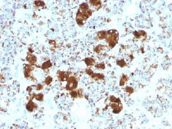 IHC testing of FFPE human pituitary gland with ACTH antibody (clone SPM501). Required HIER: steam se