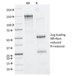 SDS-PAGE Analysis of Purified, BSA-Free CD11b Antibody (clone M1/70). Confirmation of Integrity and 
