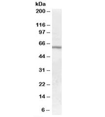 GALNS Antibody