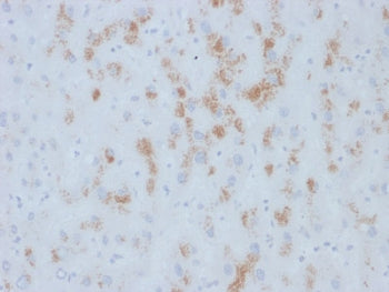 CYP2E1 Antibody