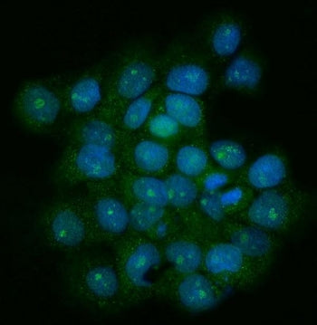 TRF1 Antibody / TERF1