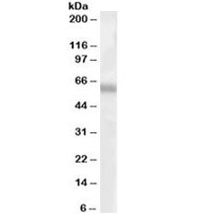 Western blot testing of human lung lysate with TFEB antibody at 1ug/ml. Expected molecular weight: 5