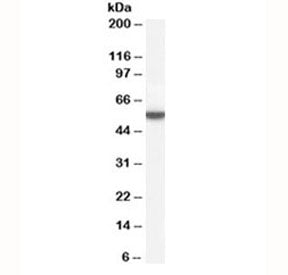 Perilipin 1 Antibody
