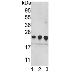 Peroxiredoxin 2 Antibody / PRDX2