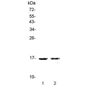 Western blot testing of human 1) HL-60 and 2) PANC-1 lysate with Galectin 10 antibody at 0.5ug/ml. P