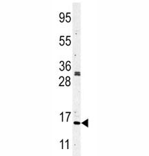 Histone H3 Antibody