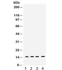 RBX1 Antibody / ROC1