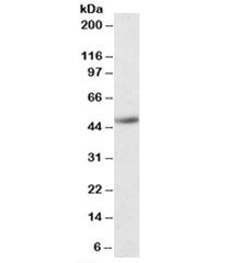 IDO2 Antibody
