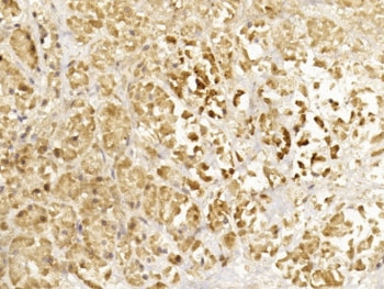 Glucagon Antibody