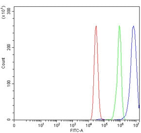 HCN4 Antibody
