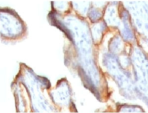 hCG alpha Antibody / Luteinizing Hormone alpha