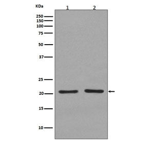 KRAS/HRAS/NRAS Antibody