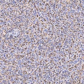 IHC staining of FFPE human spleen tissue with PAO-1 antibody. HIER: boil tissue sections in pH8 EDTA