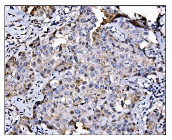 NDE1 Antibody / NudE