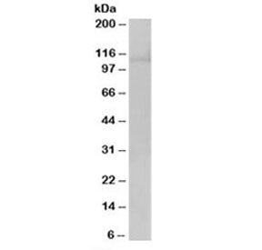 Western blot testing of HeLa lysate with RANBP16 antibody at 0.5ug/ml. Predicted molecular weight: ~